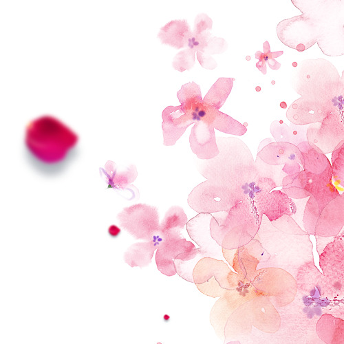 情人节节日元素，玫瑰梅花高清PNG透明图片素材，免费下载