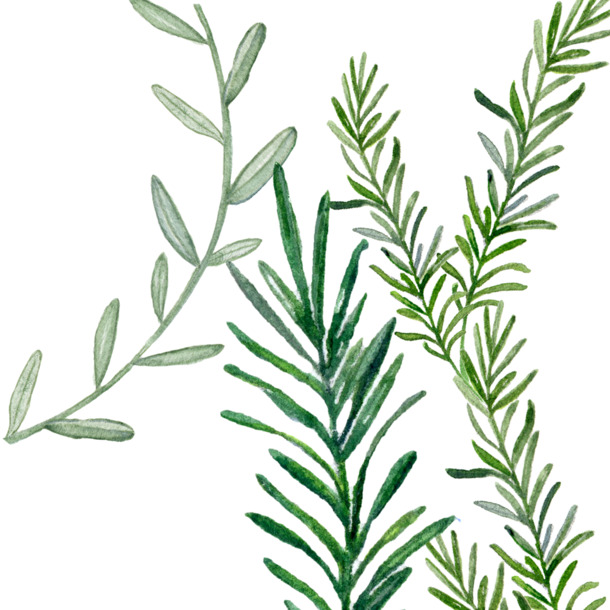 手绘水彩植物叶子图案，高清PNG透明素材，卡通元素丰富，免费下载