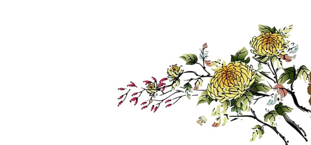 中国风水墨菊花PNG透明图片，高清背景装饰元素，设计素材下载