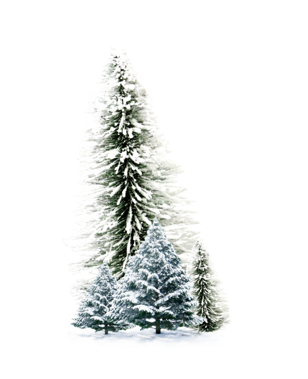 雪天松树PNG透明图，高清节日元素，圣诞设计素材下载