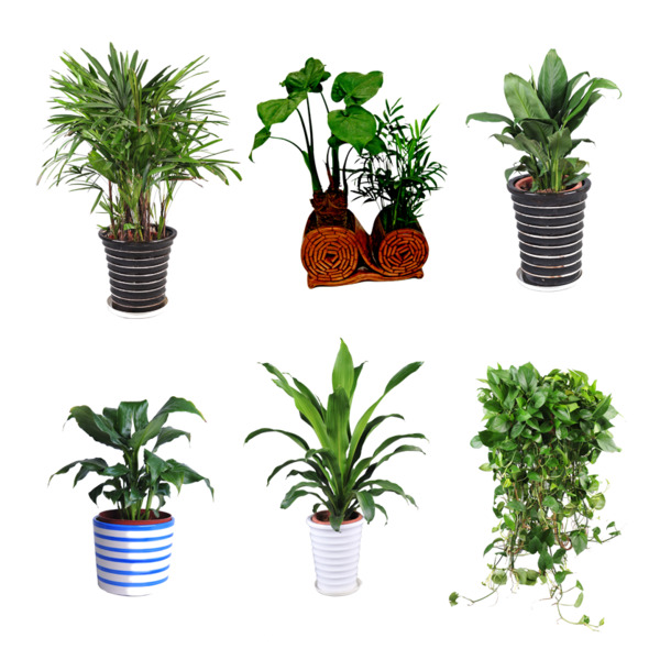 绿色盆景PNG透明图集，精美植物元素，设计素材下载