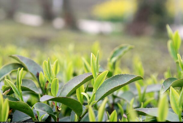 绿色茶园高清PNG透明背景图片，精美风景摄影素材，免费下载