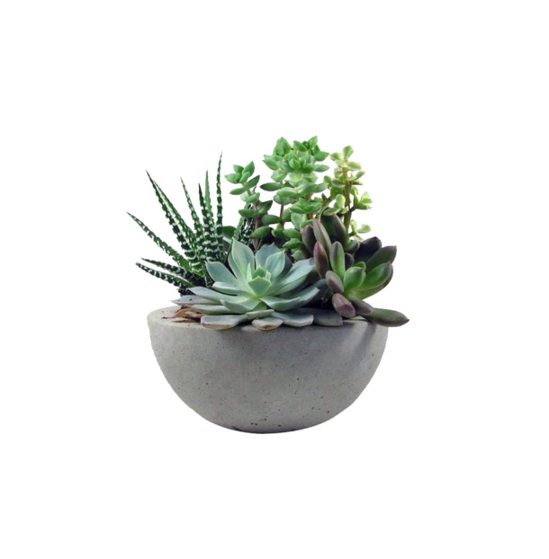 多肉高清PNG透明图，动植物元素设计素材，免费下载
