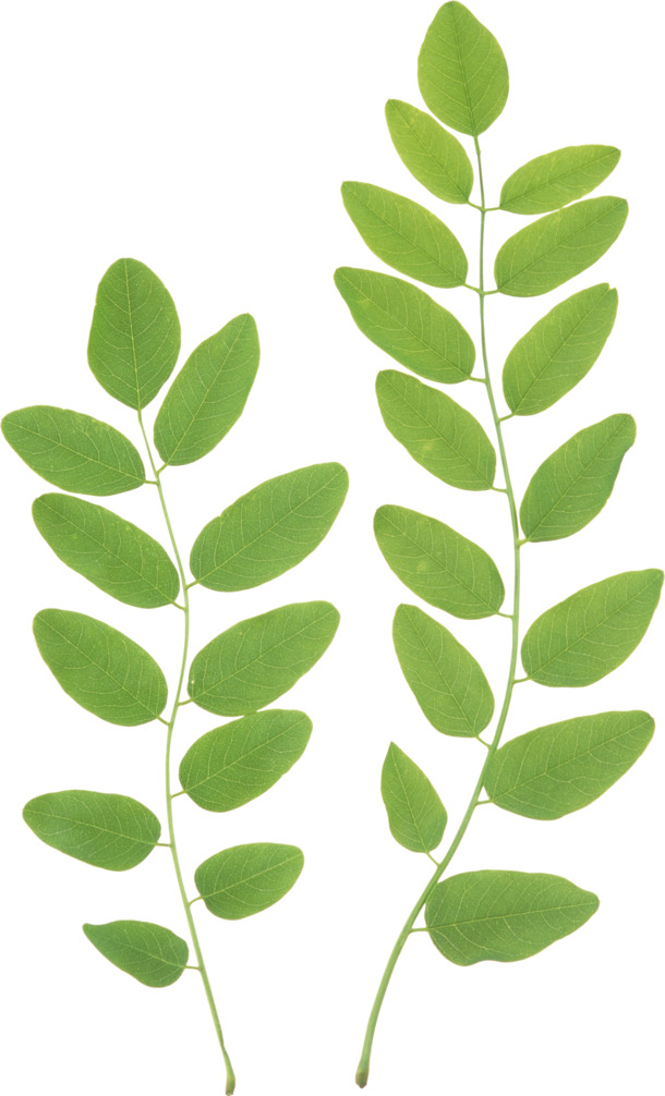 绿色树叶PNG素材，高清透明动植物元素，植物设计图片免费下载