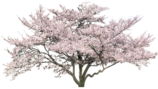 高清免抠樱花树PNG，动植物元素设计素材，透明背景下载