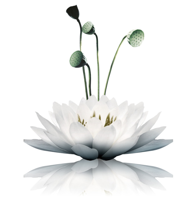 莲花PNG透明图，动植物元素设计素材，高清下载