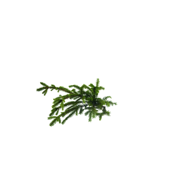 高清PNG透明绿植苔藓素材，动植物元素设计图库，免费下载
