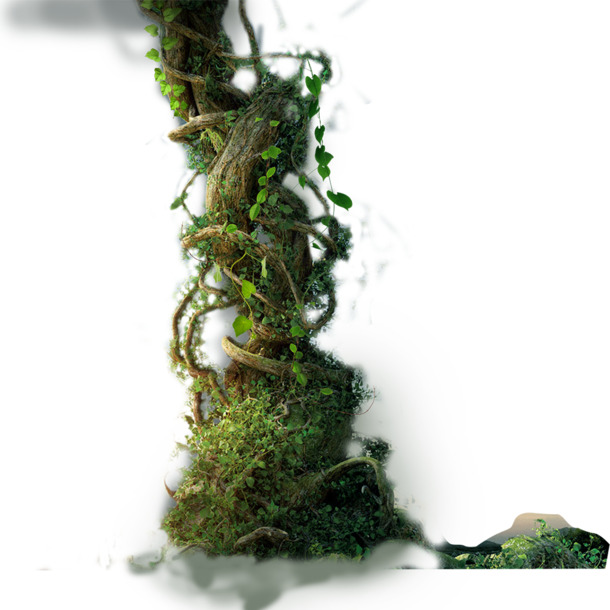 树藤缠绕树干PNG透明图，高清植物装饰元素，PSD设计素材下载