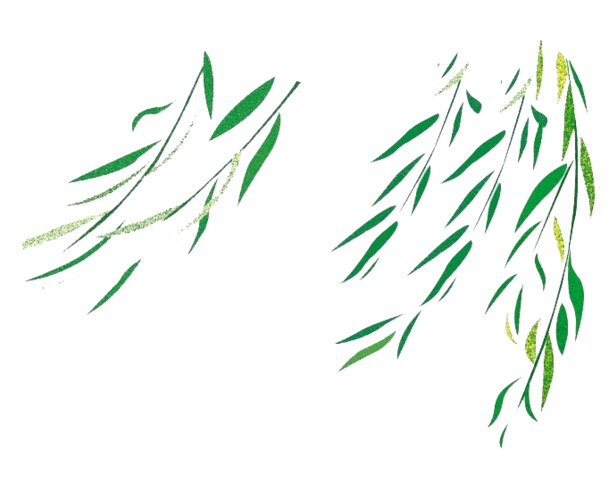 柳树叶子PNG透明高清图，植物装饰元素，设计素材免费下载