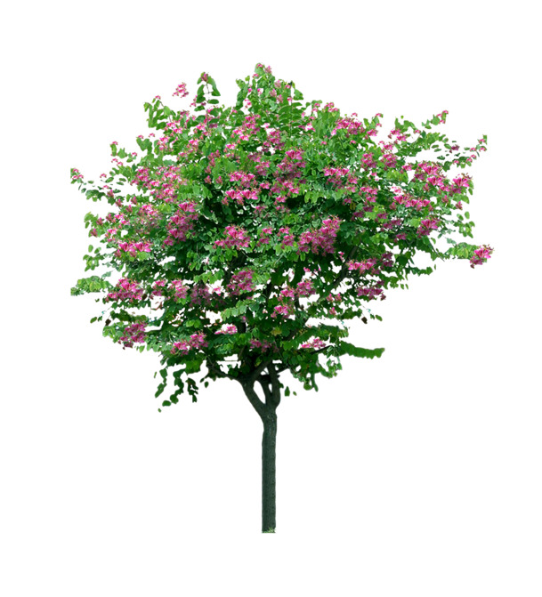 红花羊蹄甲免抠PNG素材，高清动植物元素，透明图片设计下载