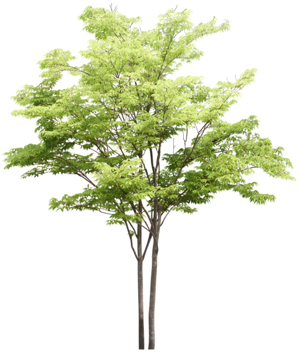 免抠透明绿色景观树PNG，高清动植物元素设计素材下载
