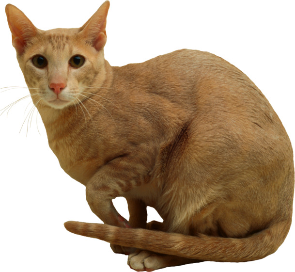卡通小瘦猫咪PNG，高清透明动植物元素，动物图片设计素材下载