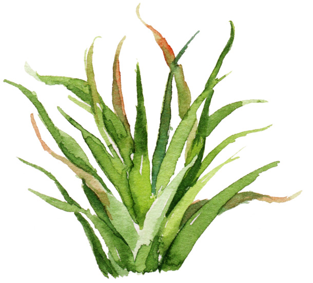 森系唯美仙人掌芦荟PNG透明图片，高清植物装饰元素，设计素材免费下载