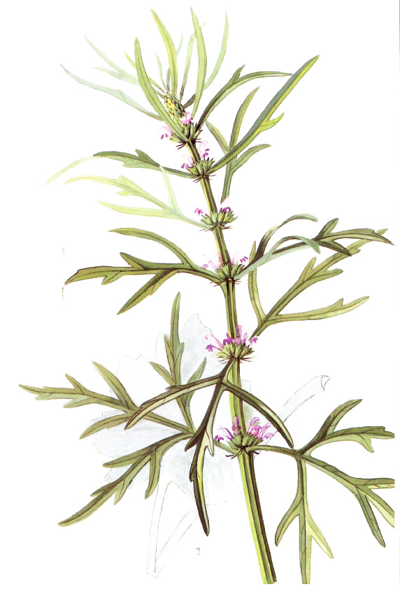 高清PNG透明图片，绿色叶子紫色小花益母草，精美植物装饰元素，设计素材免费下载