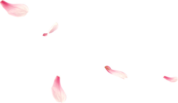 小清新花瓣飘飞PNG透明图，节日元素丰富，高清素材免费下载