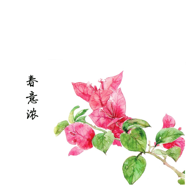春意盎然，三角梅PNG透明图片，中国风装饰元素，高清素材下载