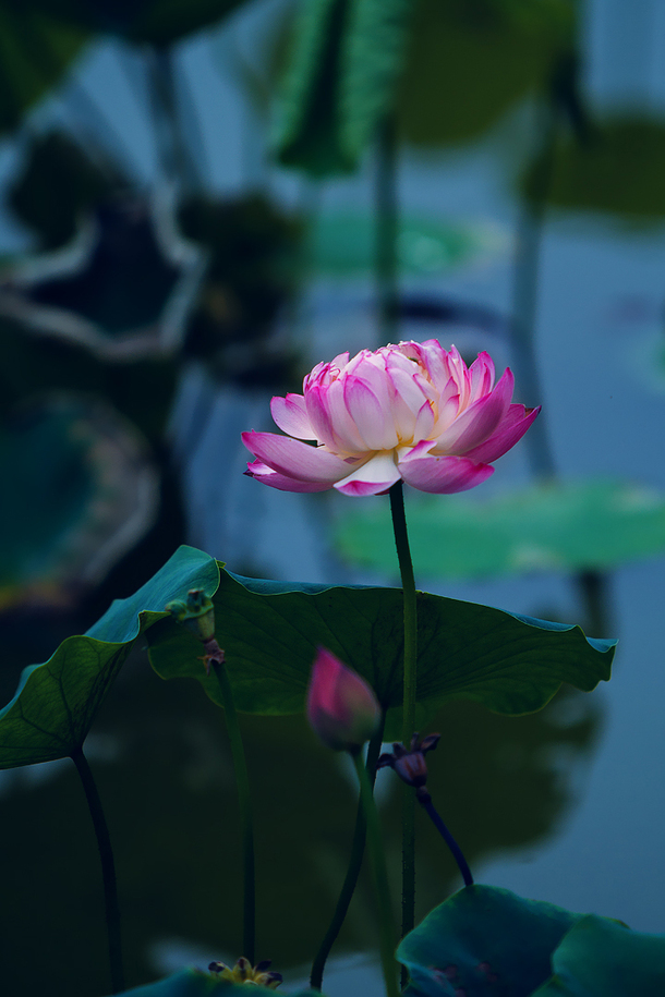 绽放荷花高清PNG，透明背景素材，H5设计元素免费下载