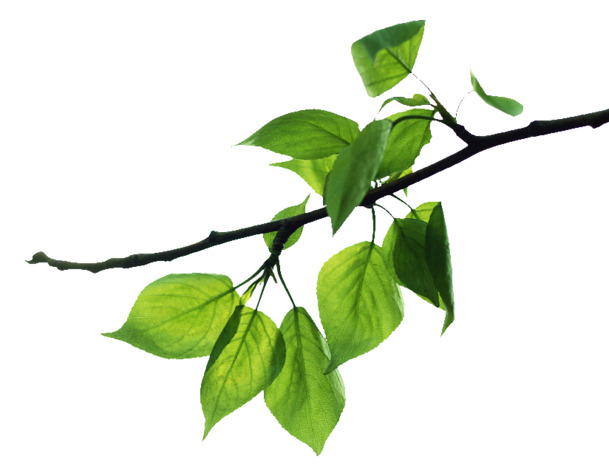 树枝枝芽与嫩绿树叶PNG透明图，动植物元素设计素材下载