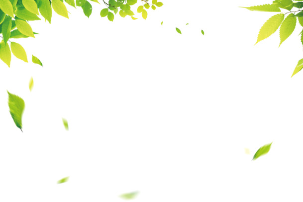夏日林荫落叶透明PNG高清图，漂浮叶子设计素材下载
