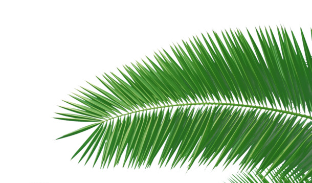 绿色椰子PNG透明图片，高清装饰元素，植物设计素材免费下载