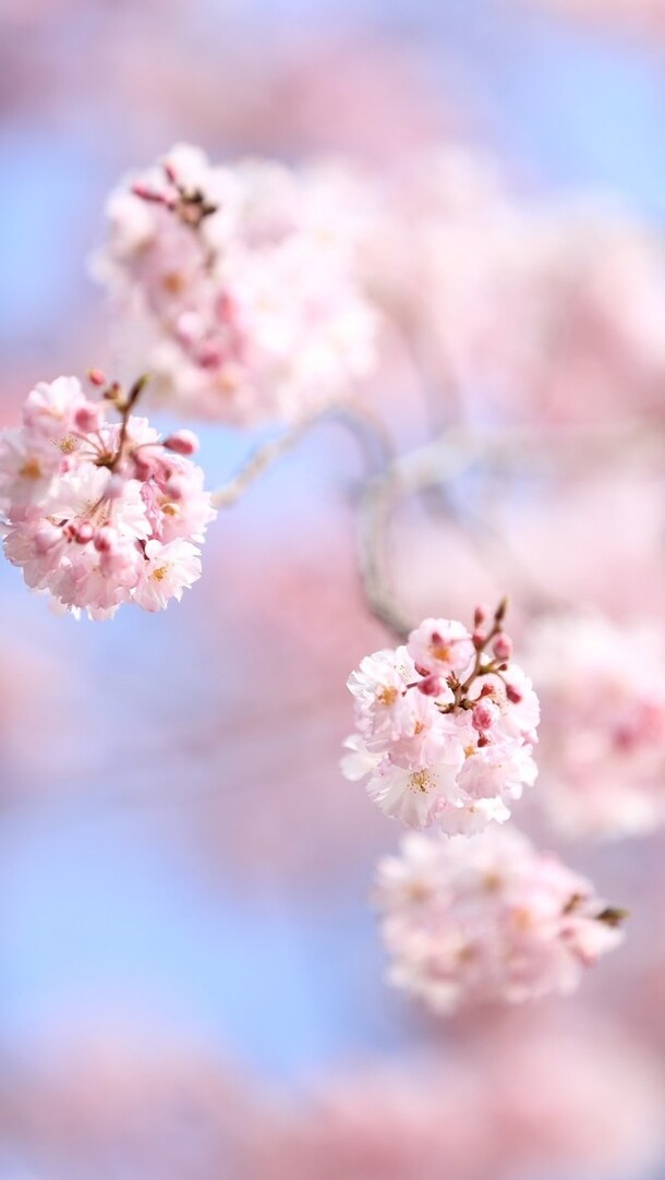 粉色梅花高清PNG透明背景素材，梦幻虚幻风格，H5设计必备，免费下载