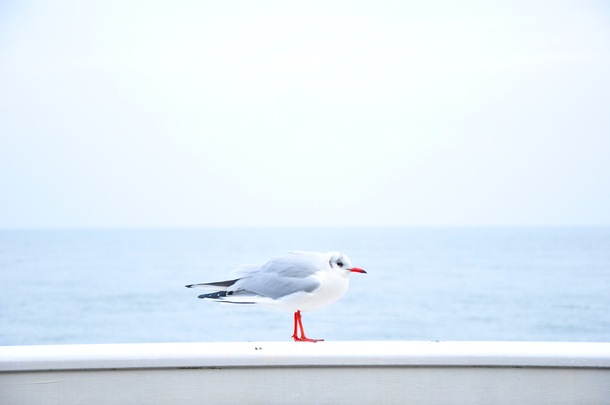 海边海鸥高清PNG背景素材，简约白色透明设计元素，免费下载
