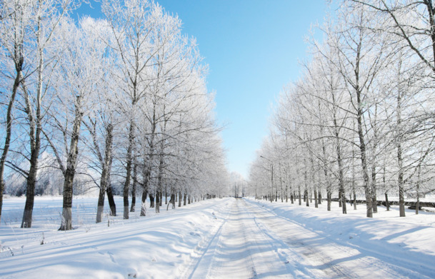 高清雪地森林PNG背景，透明设计素材，摄影合成效果，免费下载