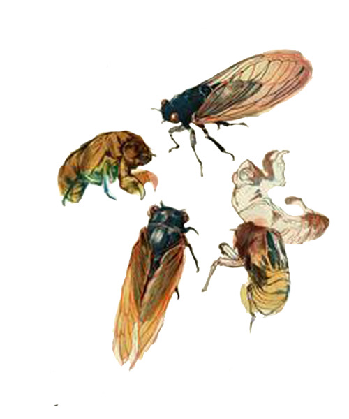 高清PNG透明插画蝉素材，动植物元素动物图片，设计必备下载