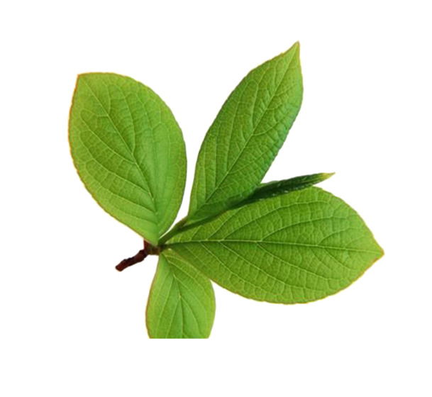 熊果苷植物树叶PNG透明图，高清动植物元素，设计素材免费下载