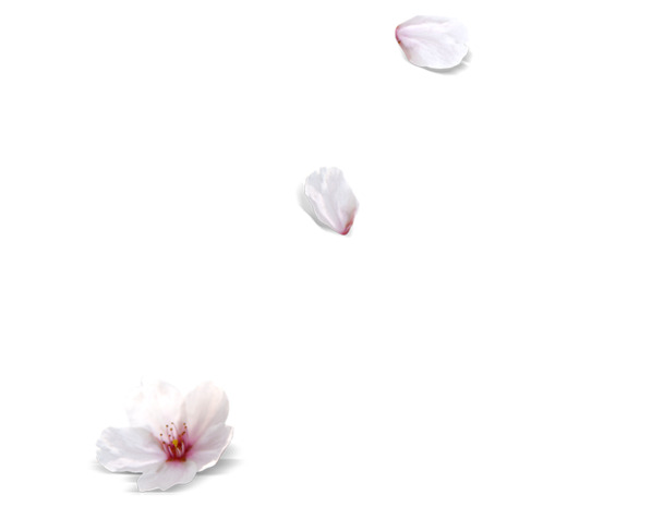 桃花PNG透明图片，高清漂浮花瓣元素，设计素材免费下载