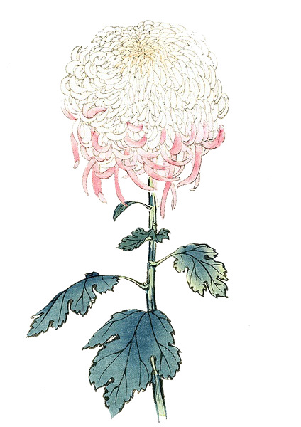 手绘花卉PNG透明图，节日元素精选，高清素材免费下载