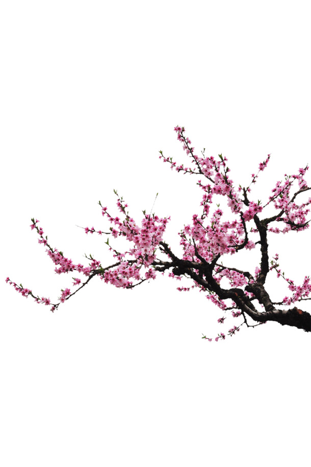 杏花花瓣PNG透明图，高清动植物元素，设计素材下载