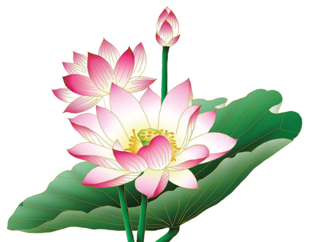 卡通莲花荷叶荷花PNG透明图片，手绘卡通元素设计素材高清下载