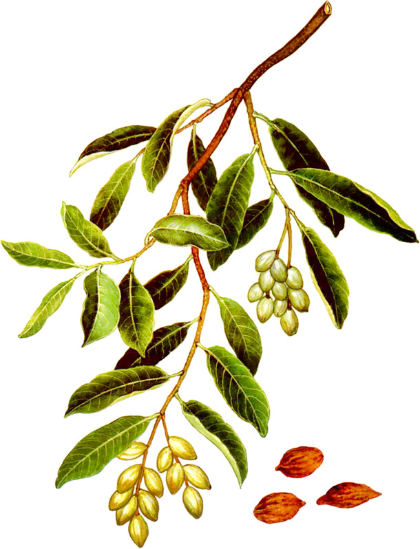 诃子高清PNG图片，敛肺涩肠药材，动植物元素，透明设计素材下载
