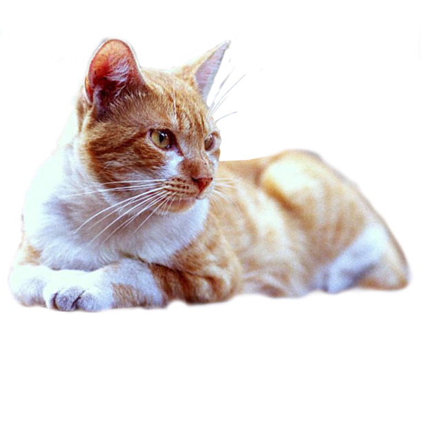 可爱小猫PNG透明图片，高清动植物元素，动物设计素材下载