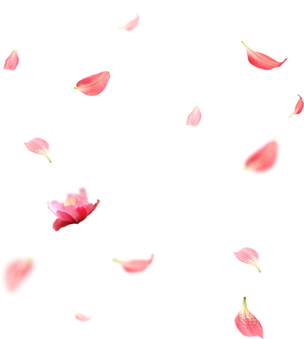 高清PNG透明花朵漂浮元素，花瓣图片设计素材下载