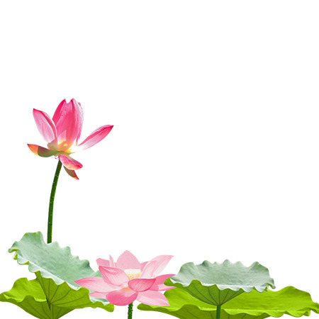 夏日荷叶清新透明PNG/PSD素材，高清下载，装饰元素之选