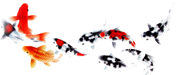 高清PNG彩色水墨鲤鱼毛笔字，透明装饰元素，动物图片设计素材下载