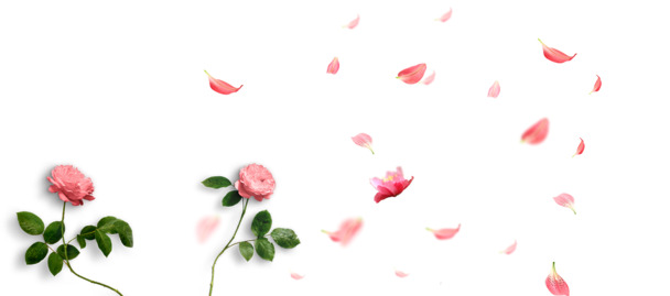 妇女节庆祝，高清PNG透明玫瑰花背景装饰图片，花纹设计素材免费下载
