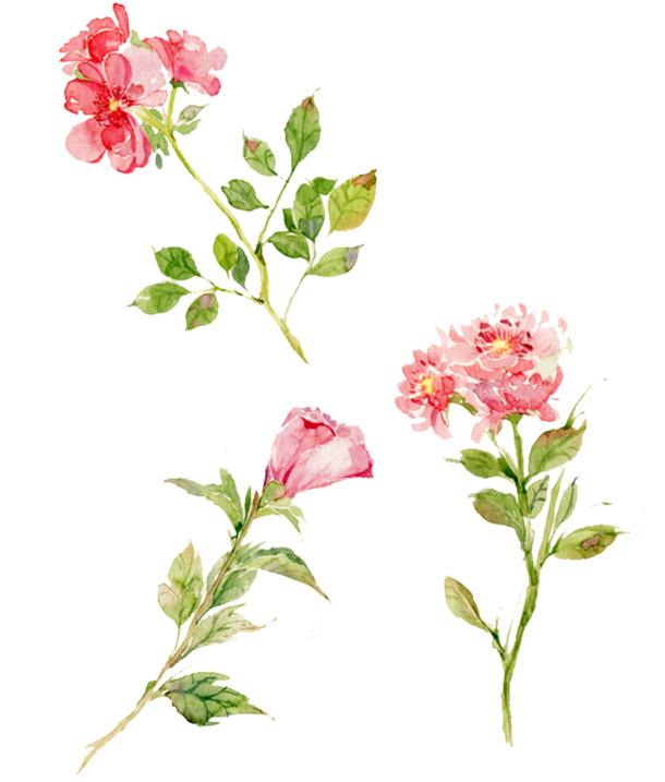 手绘粉红鲜花PNG透明图片，小清新花纹设计素材，高清下载