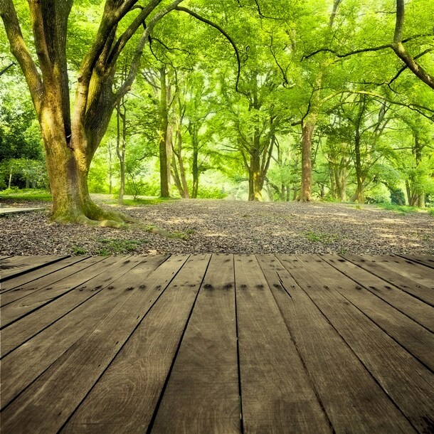 梦幻森林木板背景图，高清PNG透明素材，摄影风景设计元素下载