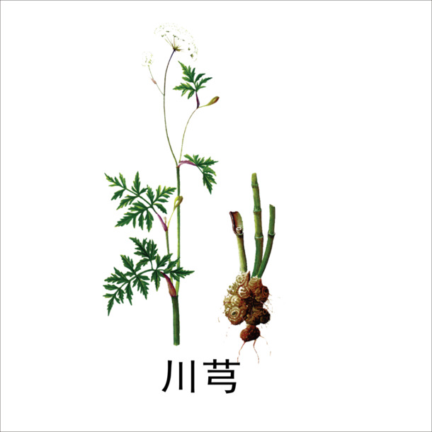 川芎PNG透明图集，动植物元素丰富，高清设计素材免费下载