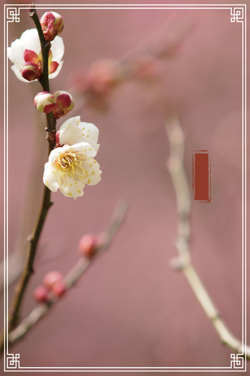 粉色摄影，传统节气杏花线框背景，复古中国风高清JPG素材下载