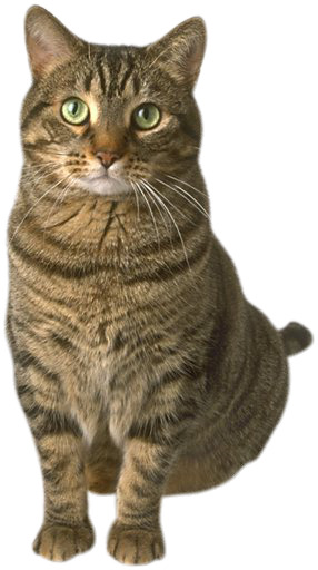 猫动物PNG高清透明图，免抠装饰元素，设计素材下载
