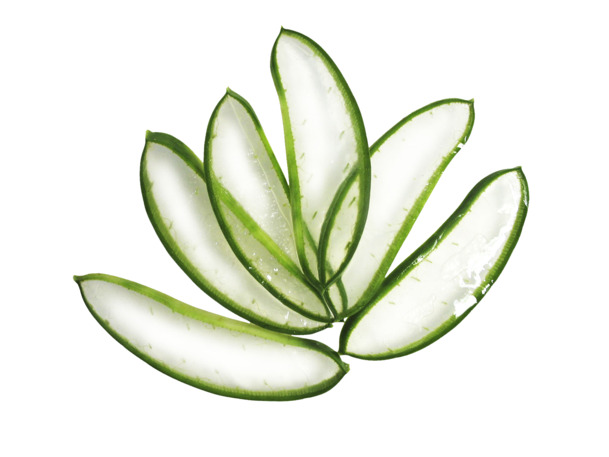 芦荟片PNG透明图片，高清装饰元素，植物设计素材下载