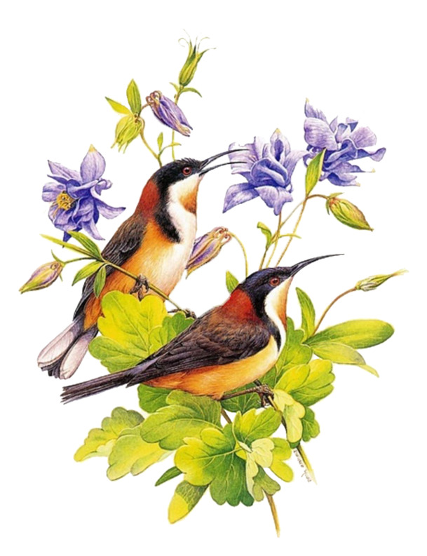 花鸟工笔画PNG透明图，高清装饰元素，动物设计素材下载