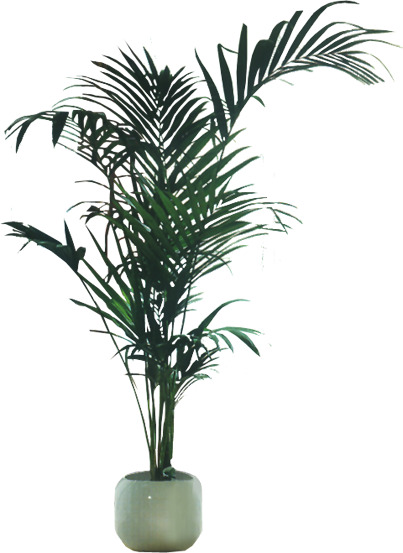 手绘盆栽高清PNG透明图片，个性植物装饰元素，设计素材免费下载