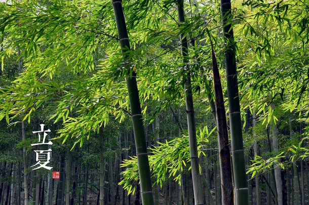 立夏绿竹清凉美图，高清PNG透明背景，设计素材一键下载