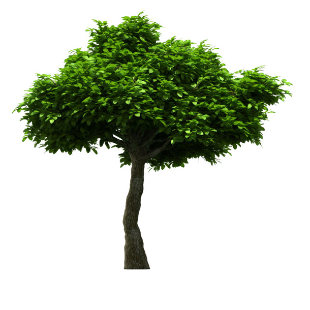 绿色环保大树高清PNG素材，动植物元素，透明图片设计下载