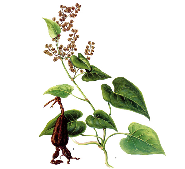 首乌苗PNG透明图，动植物元素植物素材，高清下载